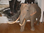 Naturalis-Nationaal Natuurhistorisch Museum
